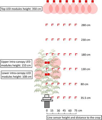 Consequences of intra-canopy and top LED lighting for uniformity of light distribution in a tomato crop
